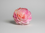 Pink Sugar